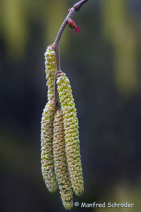 001_Fruehblueher.jpg 001_Fruehblueher
