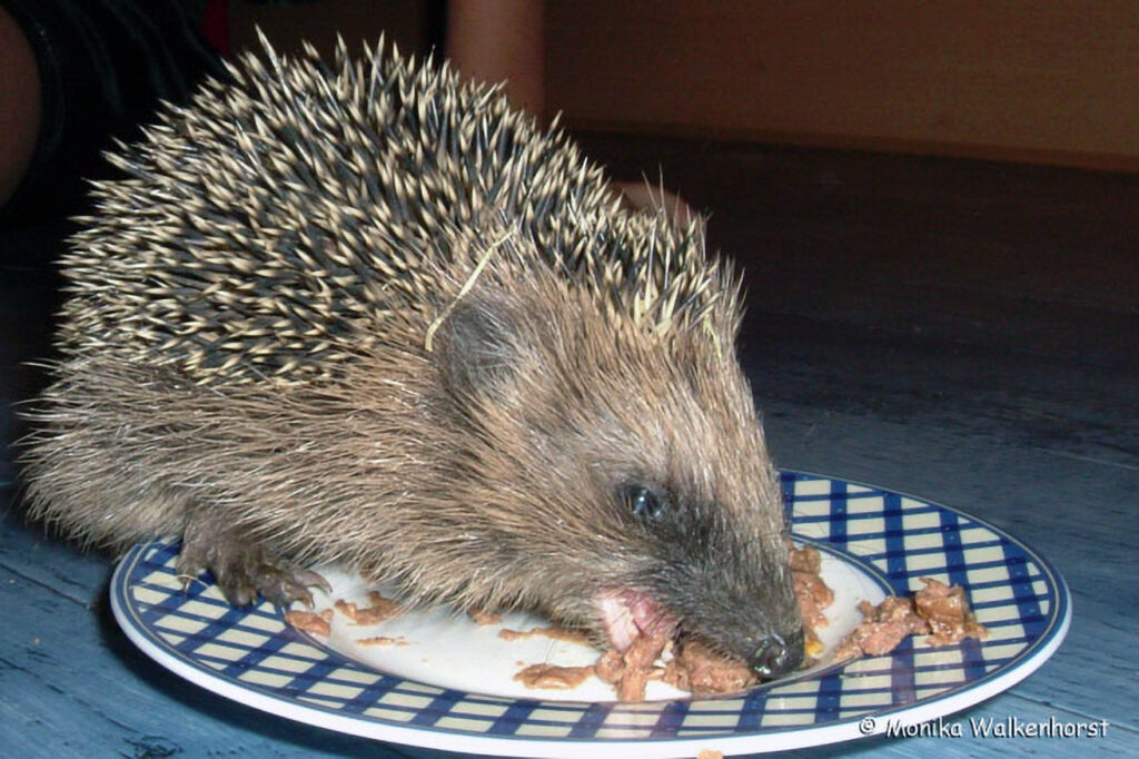 001_Igel.jpg 001_Igel