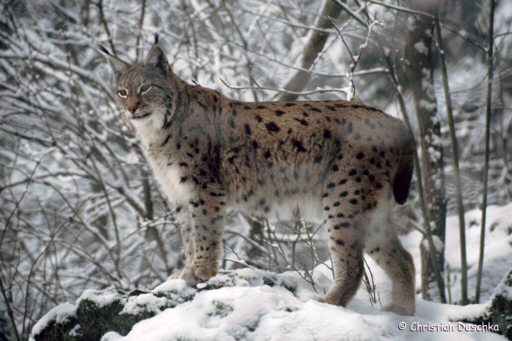 001_Luchs.jpg 001_Luchs