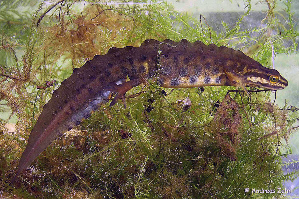 001_Teichmolch