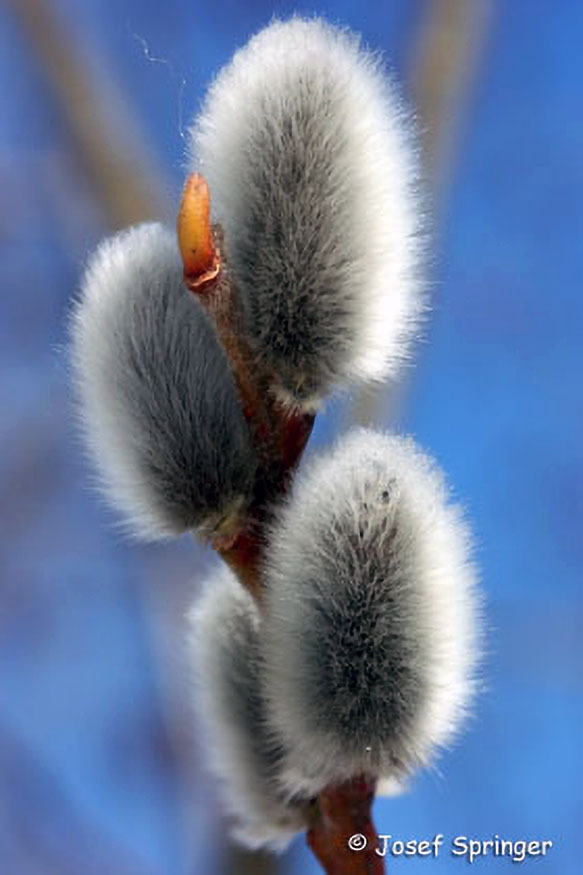 002_Fruehblueher.jpg 002_Fruehblueher