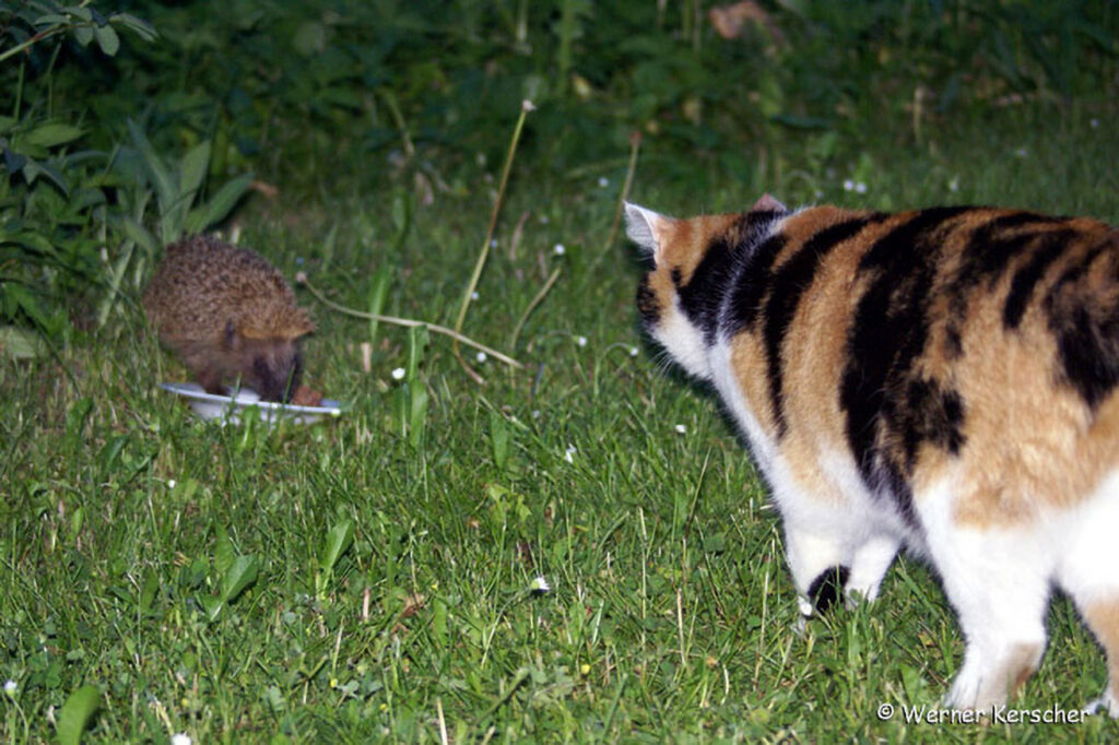 002_Igel.jpg 002_Igel