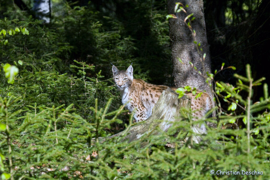 002_Luchs.jpg 002_Luchs