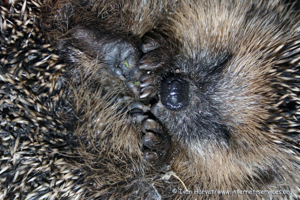 003_Igel.jpg 003_Igel