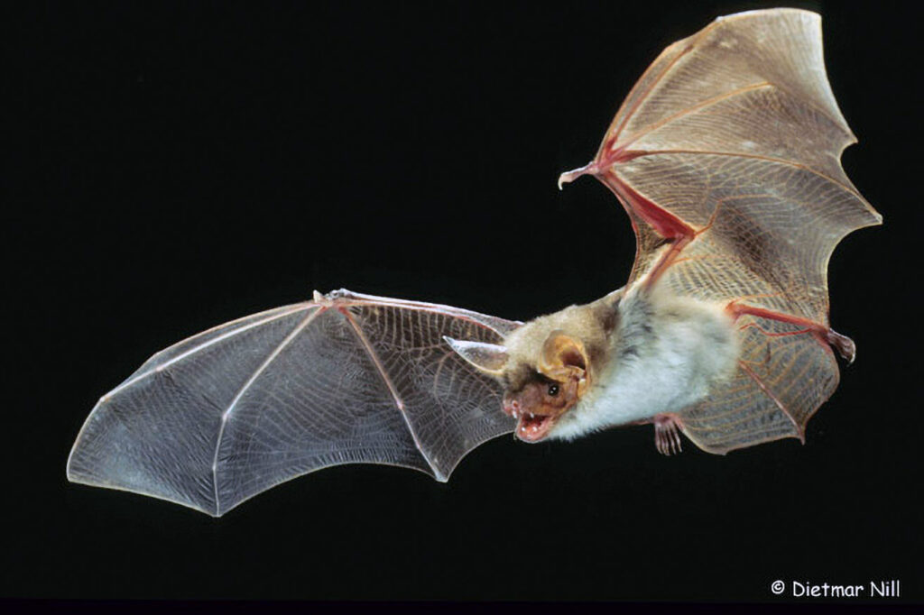 004_Fledermaeuse.jpg Grosses Mausohr, Mausohrfledermaus, Myotis myotis, greater mouse-eared bat, grand murin
