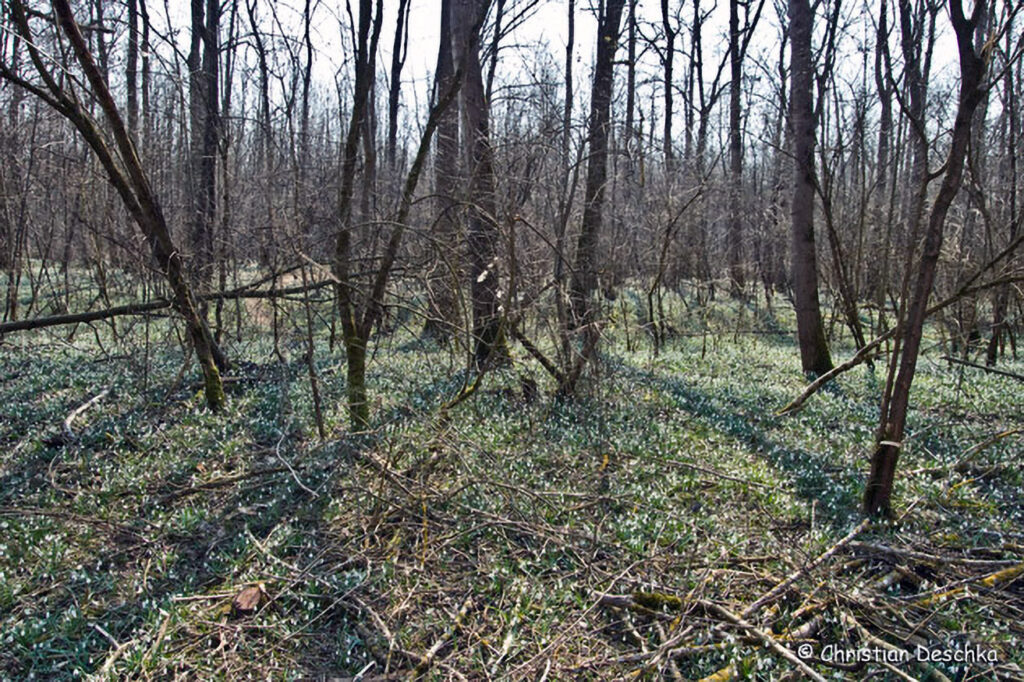 004_Fruehblueher