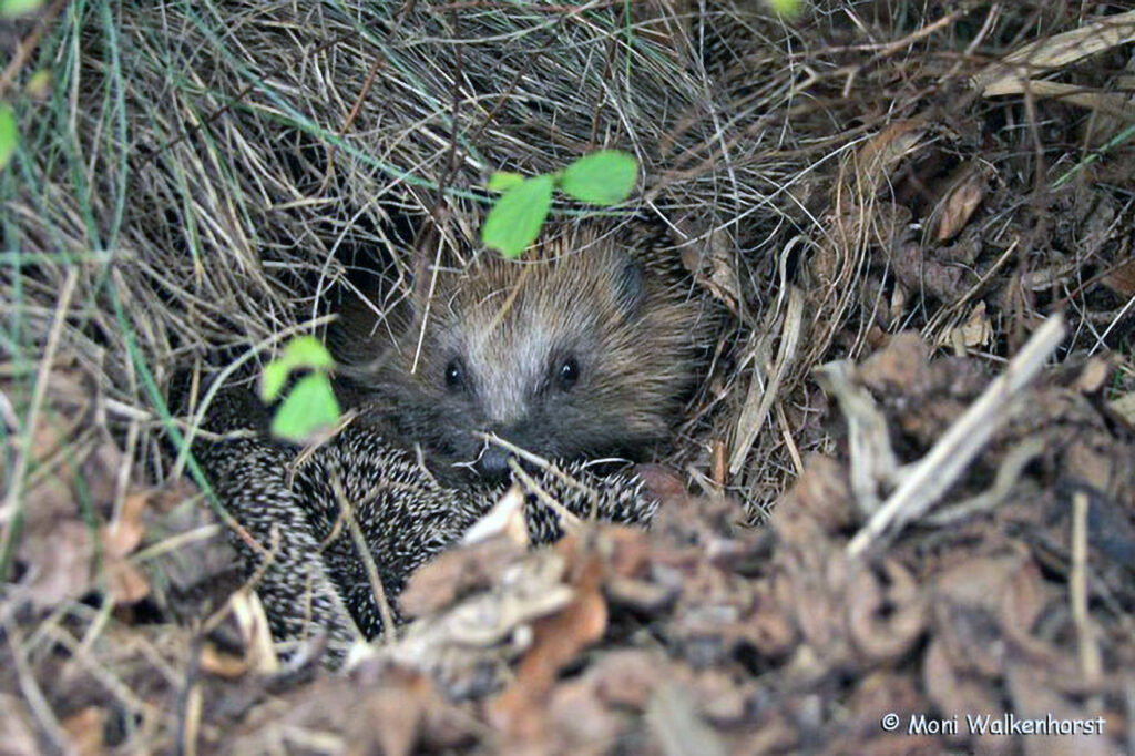 004_Igel.jpg 004_Igel