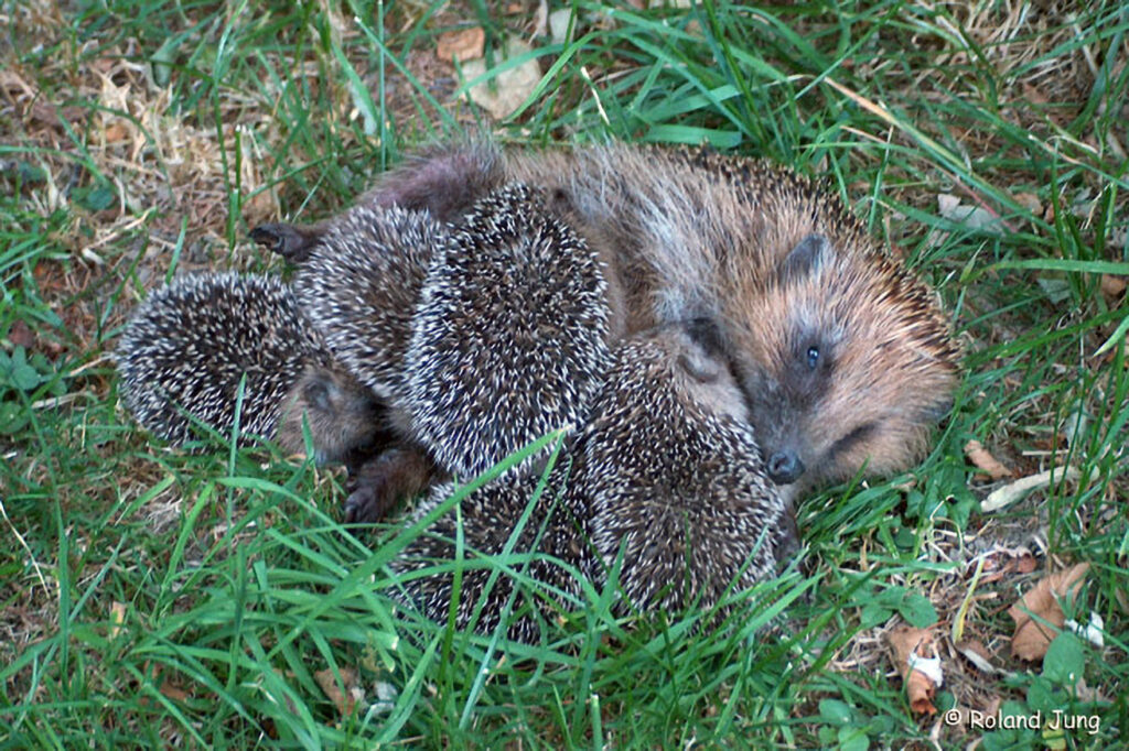 005_Igel.jpg 005_Igel