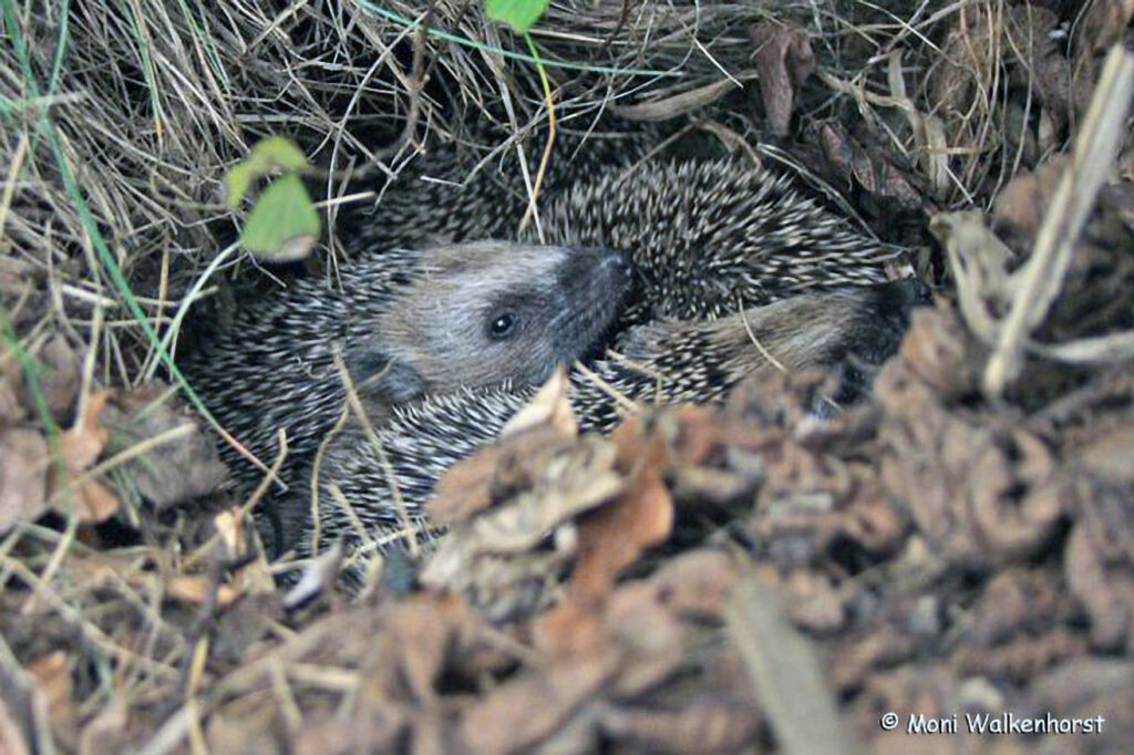 006_Igel.jpg 006_Igel