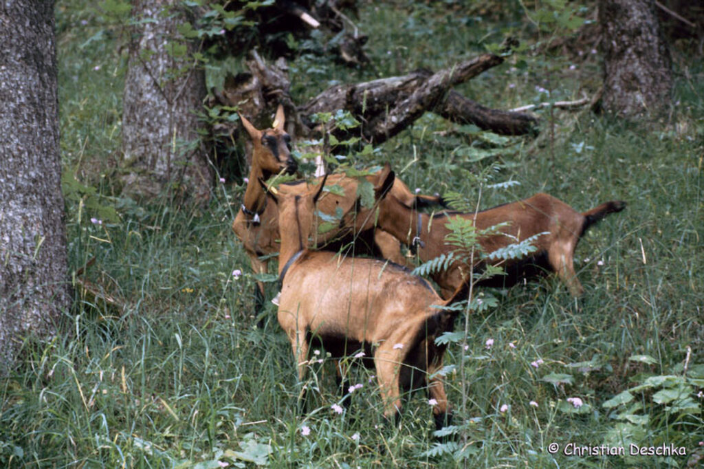 006_Luchs.jpg 006_Luchs