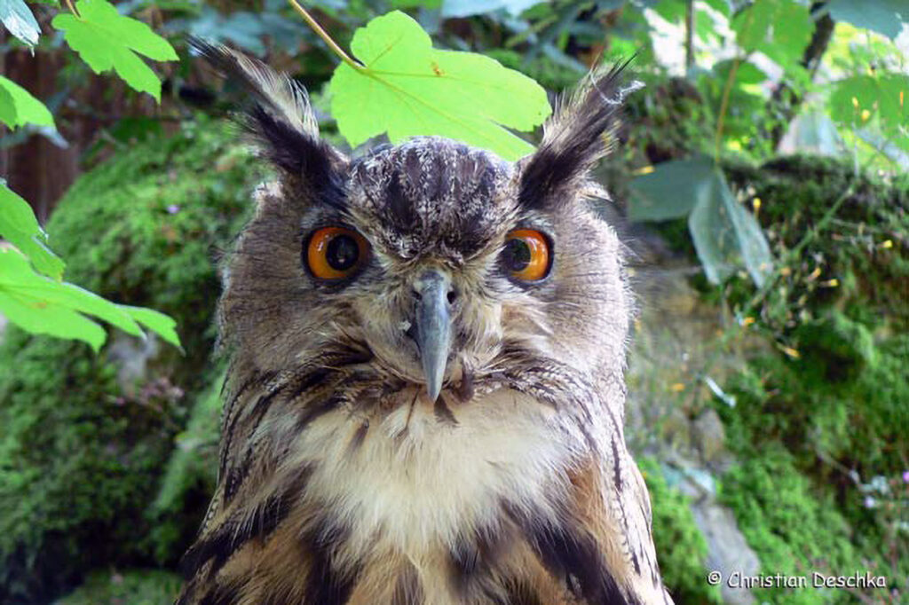007_Igel.jpg 007_Igel