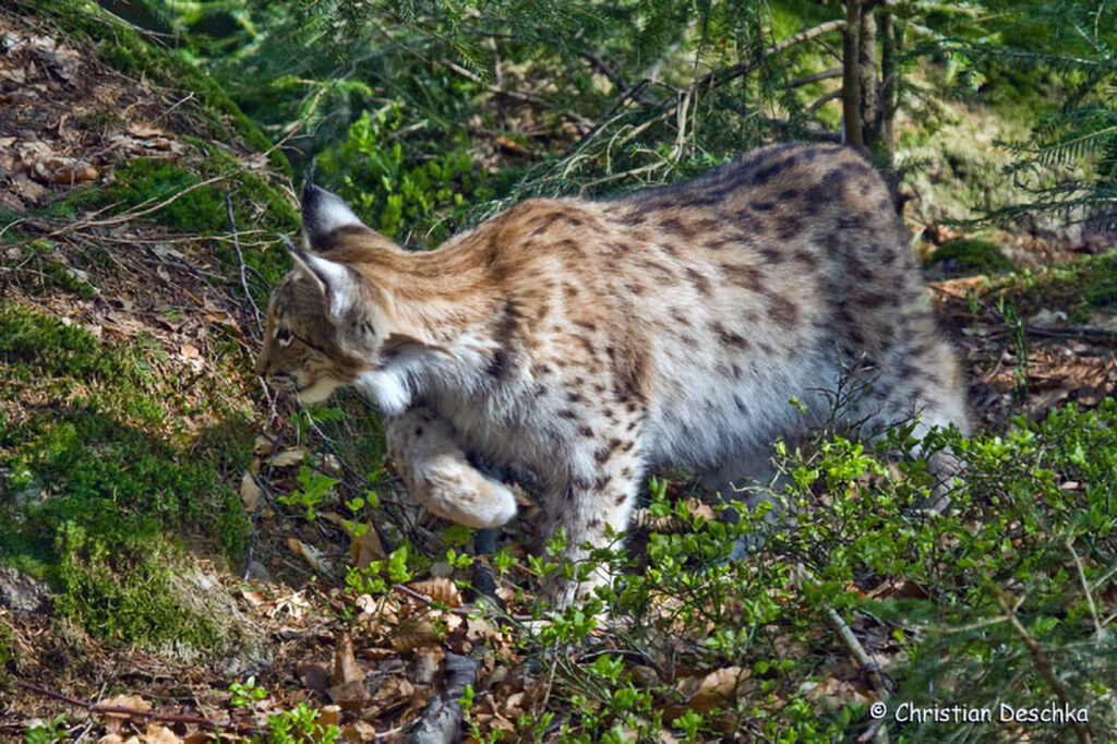 007_Luchs.jpg 007_Luchs