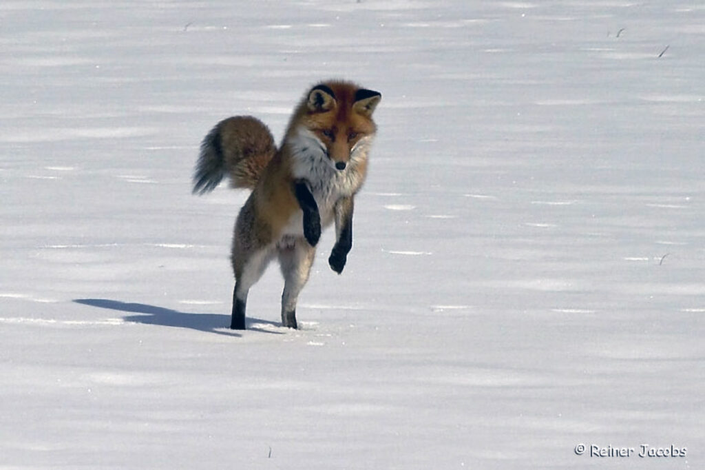 007_Rotfuchs.jpg 007_Rotfuchs