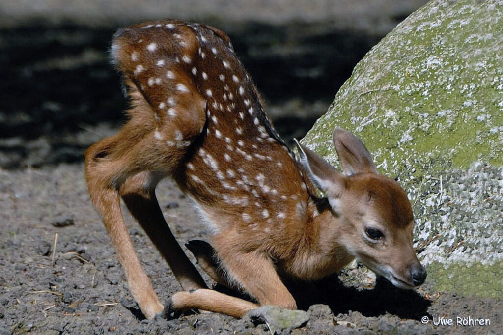 007_Sikahirsch