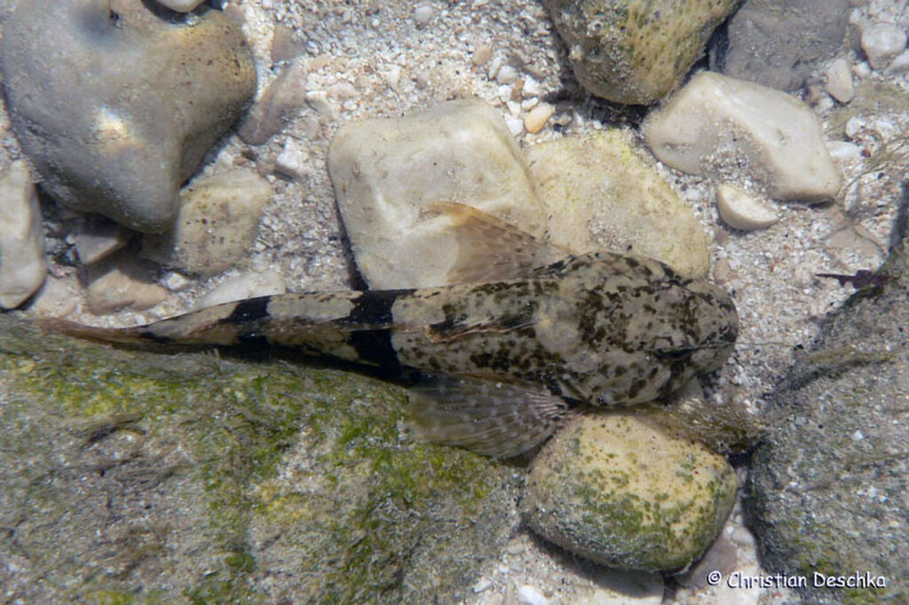007_Waschbaer.jpg 007_Waschbaer