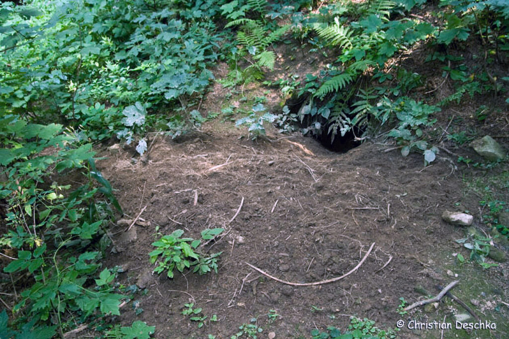 008_Tierspuren-Fotos.jpg 008_Tierspuren-Fotos