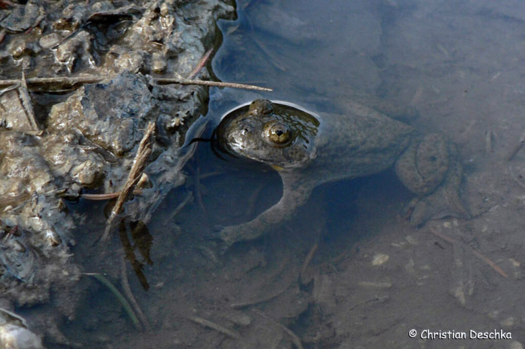 009_Amphibienprojekt