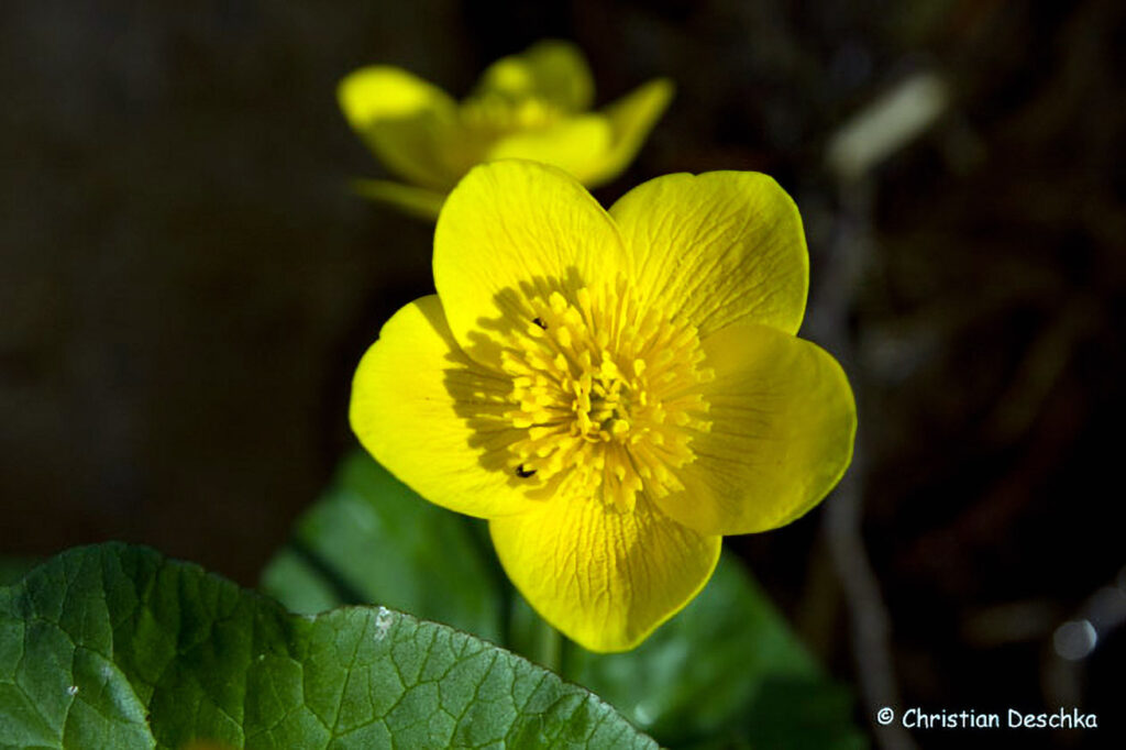 009_Fruehblueher.jpg 009_Fruehblueher