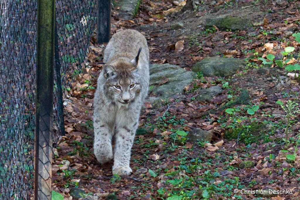 009_Luchs.jpg 009_Luchs