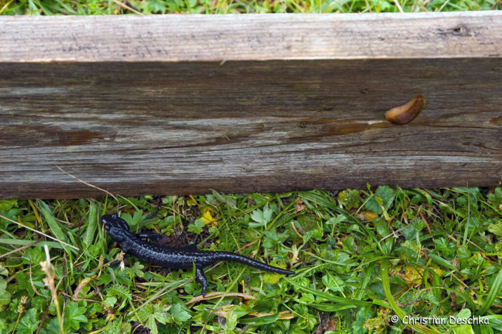 010_Alpensalamander.jpg 010_Alpensalamander