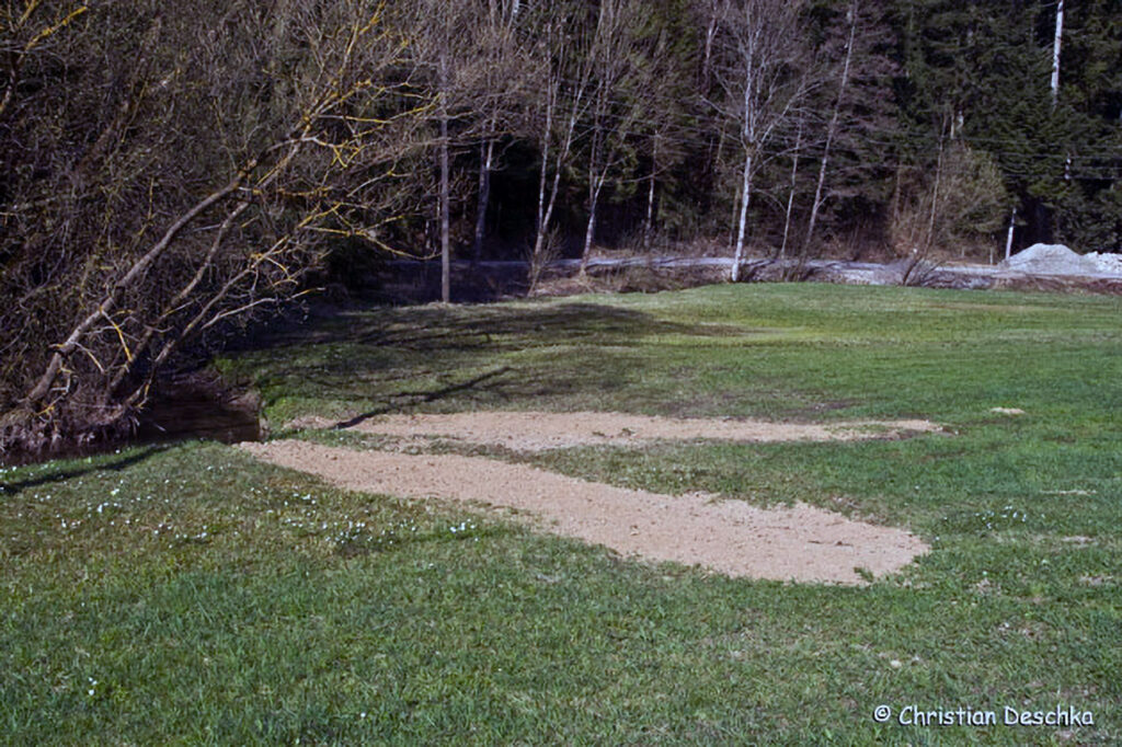 010_Fruehblueher.jpg 010_Fruehblueher