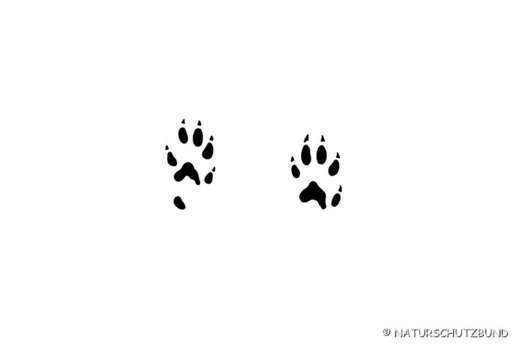010_Tierspurenkurs 010_Tierspurenkurs