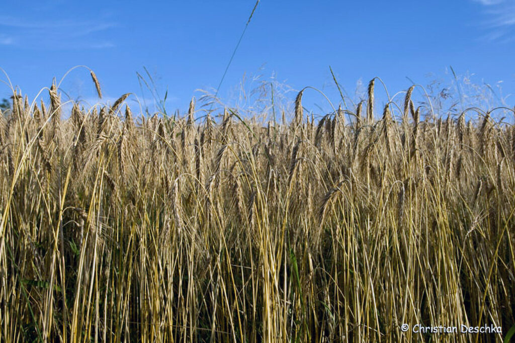 010_Waschbaer.jpg 010_Waschbaer