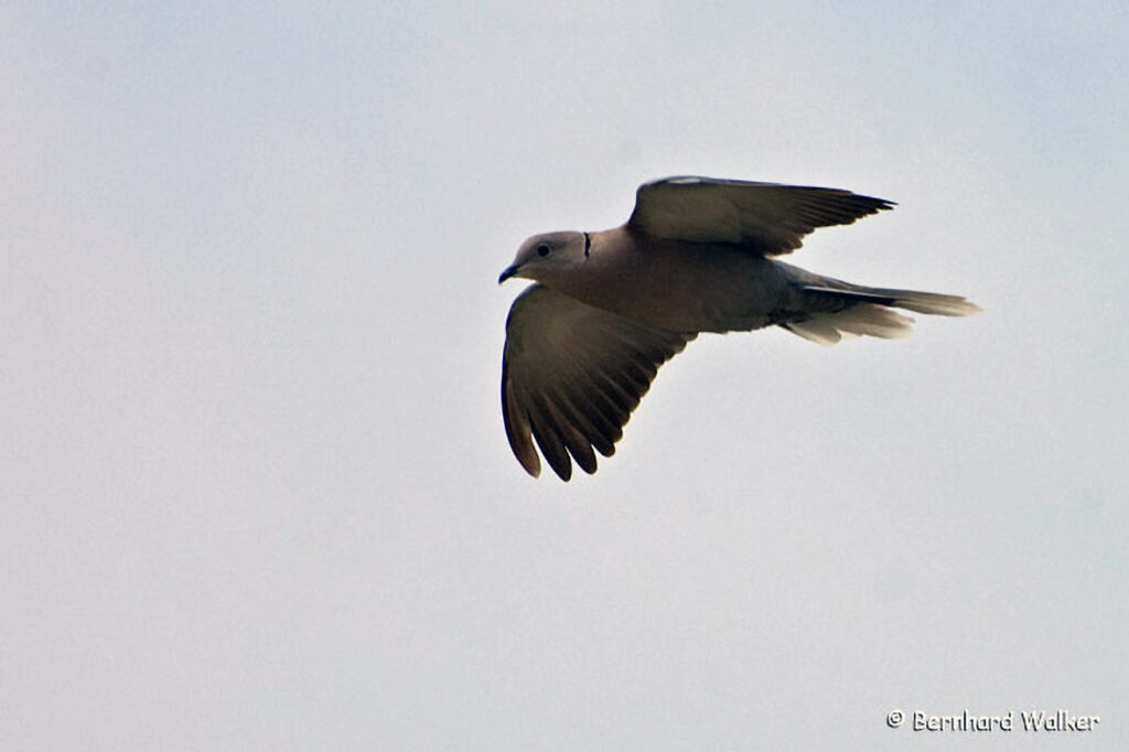 010_Wildtauben.jpg 010_Wildtauben