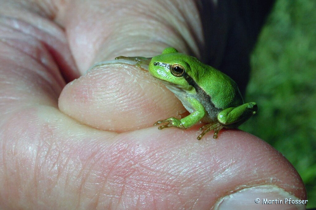 012_Amphibienprojekt