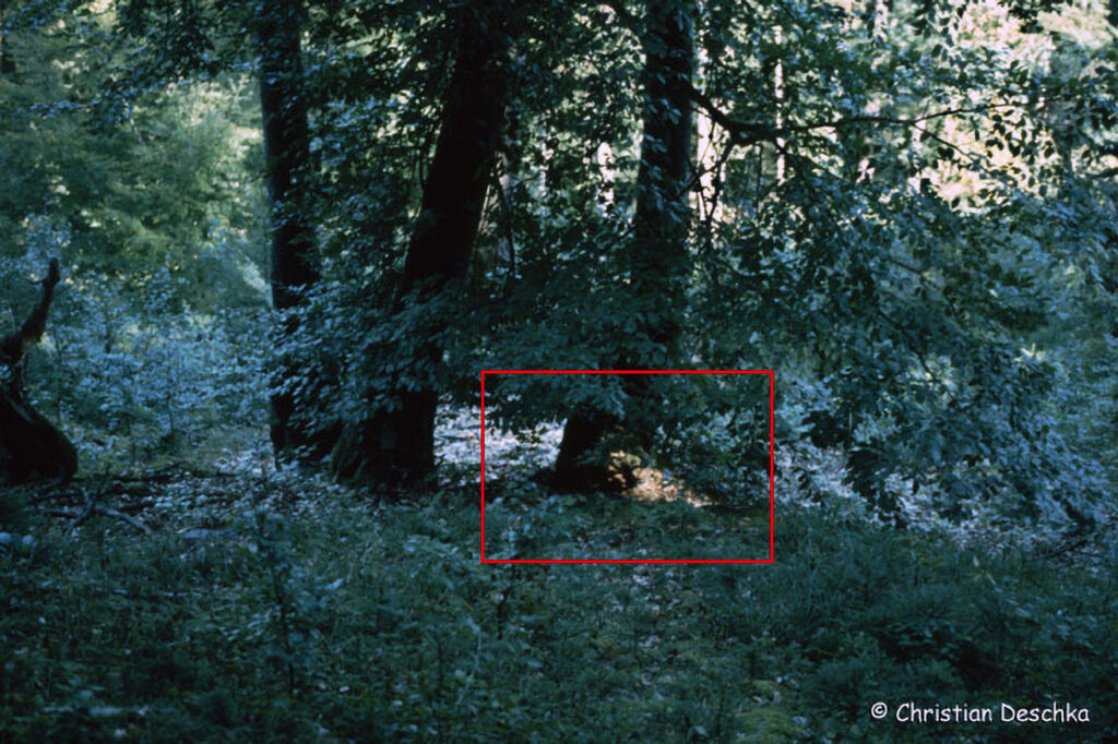 013_Luchs.jpg 013_Luchs
