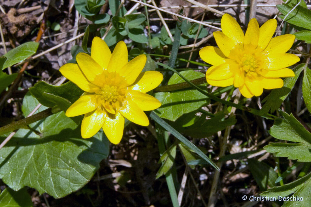 014_Fruehblueher.jpg 014_Fruehblueher