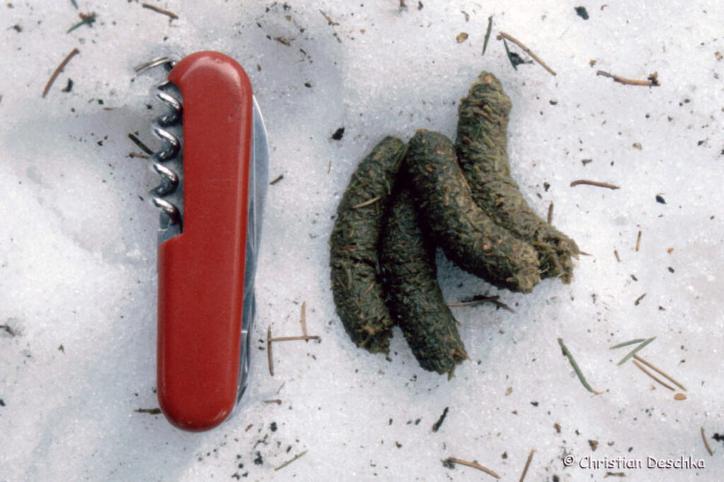 014_Tierspuren-Fotoquiz