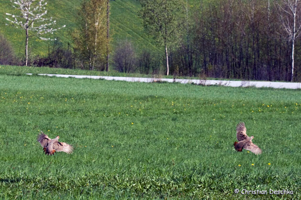 015_Landschaftsschutzgebiet-Oedenkirchen.jpg 015_Landschaftsschutzgebiet-Oedenkirchen