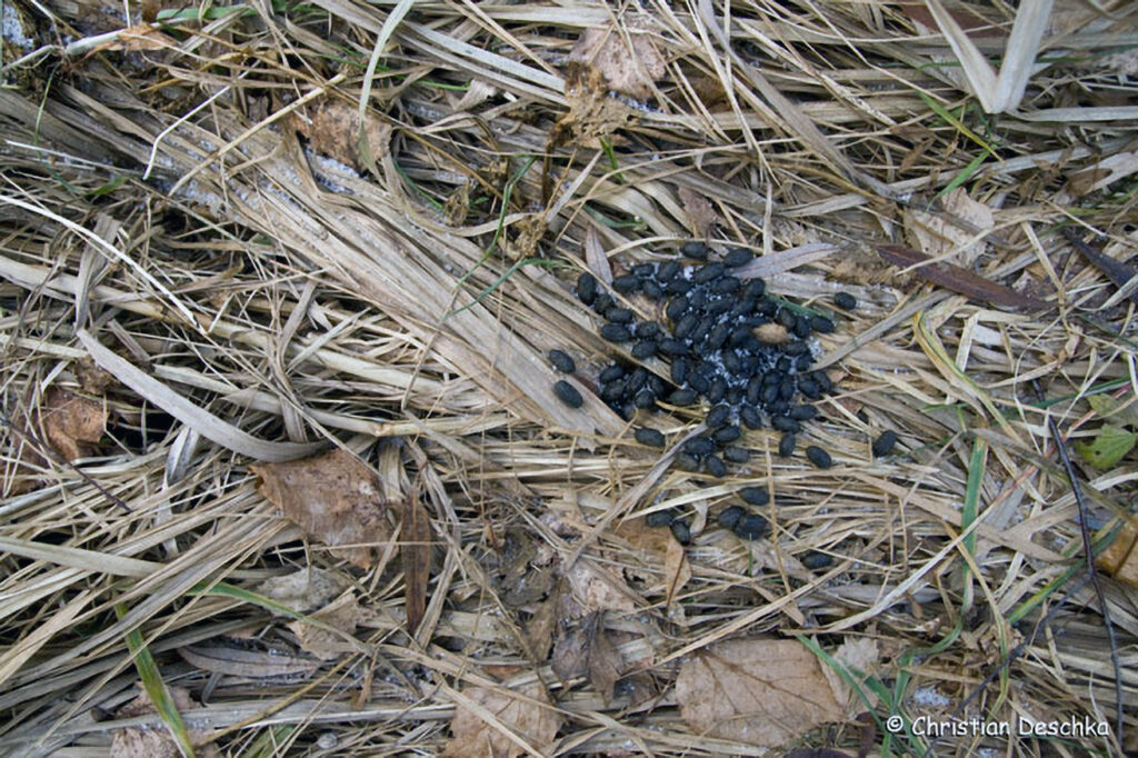 015_Tierspuren-Fotoquiz