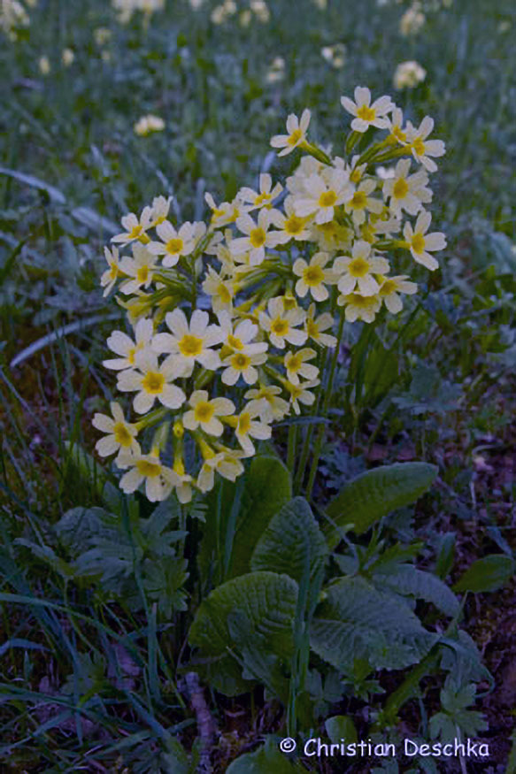 016_Fruehblueher.jpg 016_Fruehblueher
