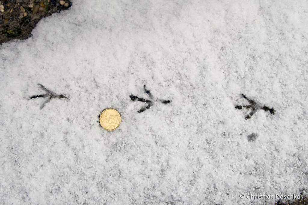 016_Tierspuren-Fotoquiz