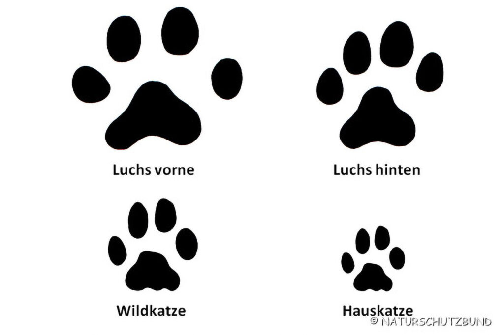 016_Tierspurenkurs 016_Tierspurenkurs