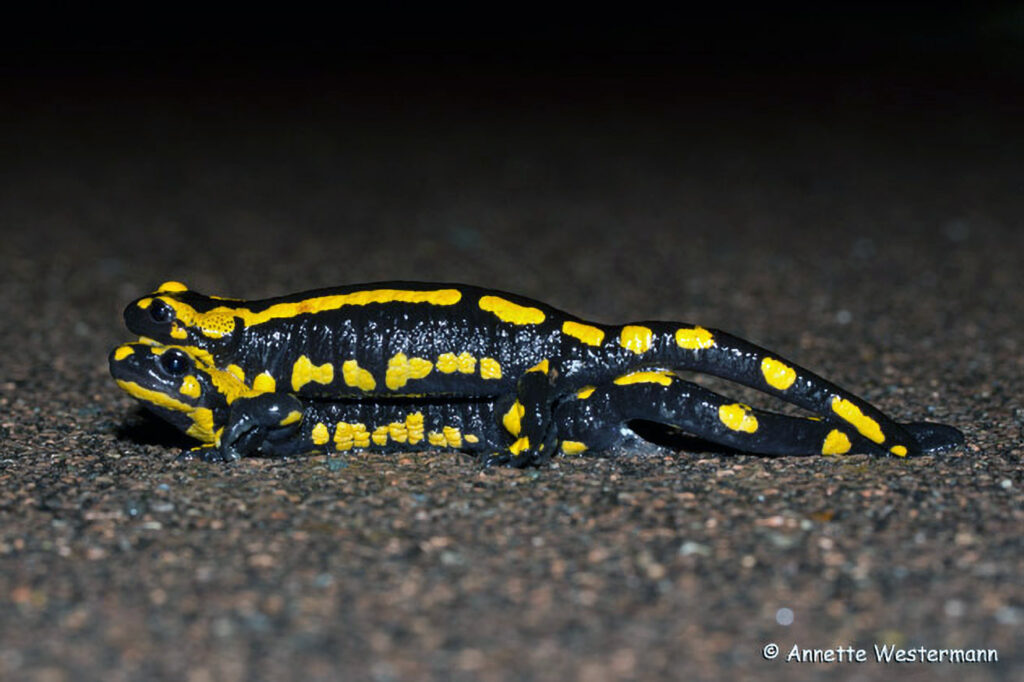 017_Feuersalamander.jpg 017_Feuersalamander