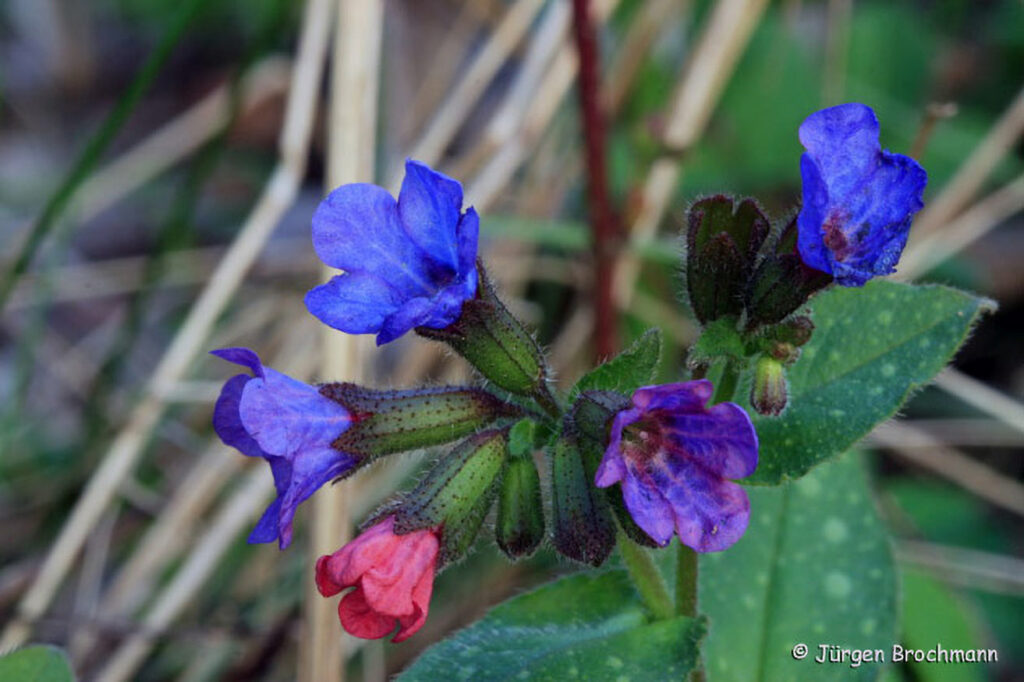 017_Fruehblueher.jpg 017_Fruehblueher