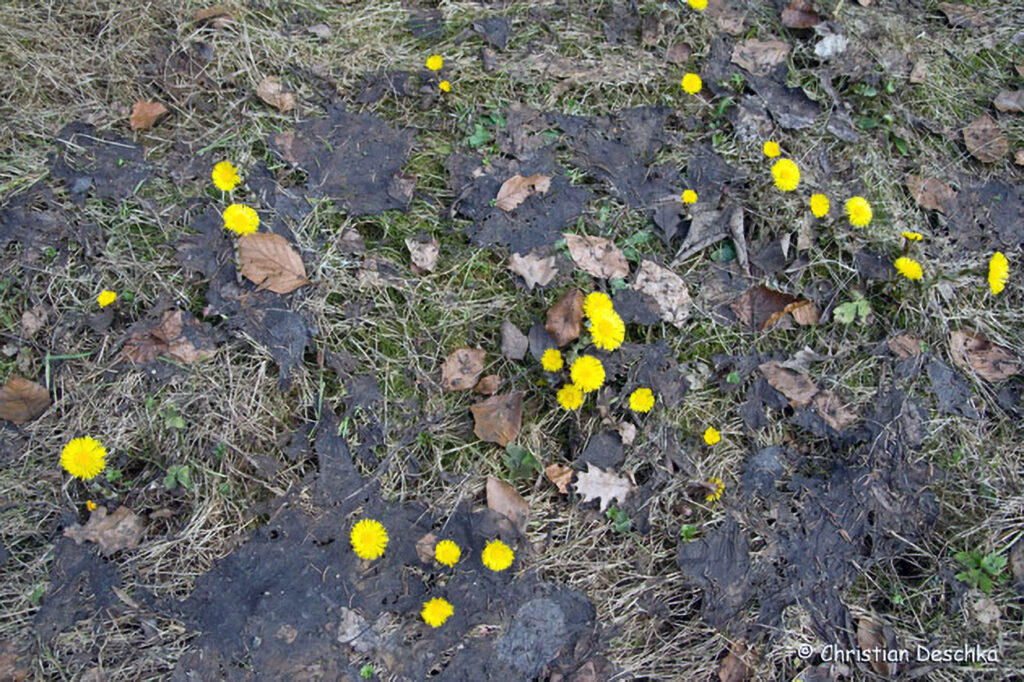 019_Fruehblueher.jpg 019_Fruehblueher