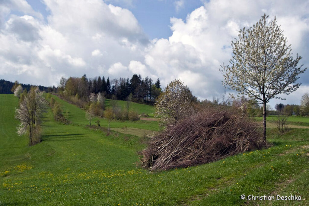 019_Mauswiesel.jpg 019_Mauswiesel