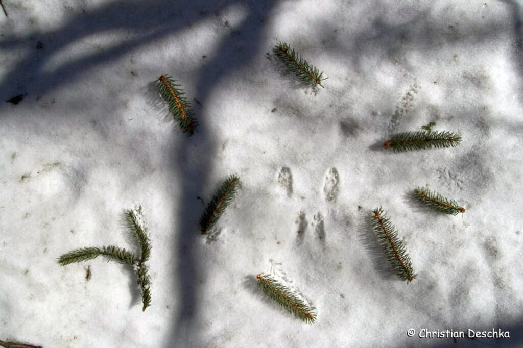 019_Tierspuren-Fotoquiz