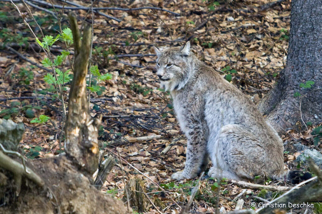 020_Luchs.jpg 020_Luchs