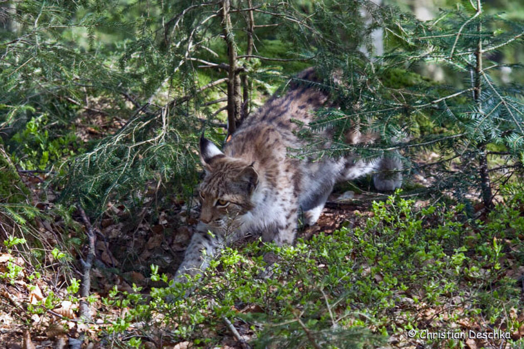 021_Luchs.jpg 021_Luchs