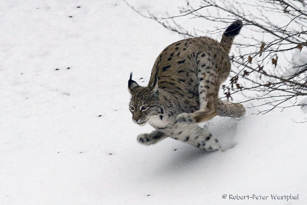 022_Luchs.jpg 1/ 250s, at f/8 || E.Comp:-2 / 6 || 420mm || WB: AUTO 0. || ISO: 800 || Tone: AUTO || Sharp: NORMAL || Camera: NIKON D2Xon: 2007:02:03 10:00:01