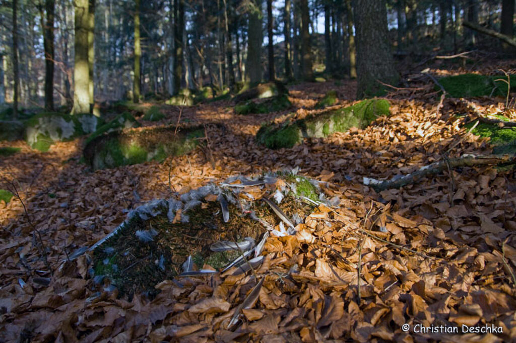 023_Greifvoegel.jpg 023_Greifvoegel