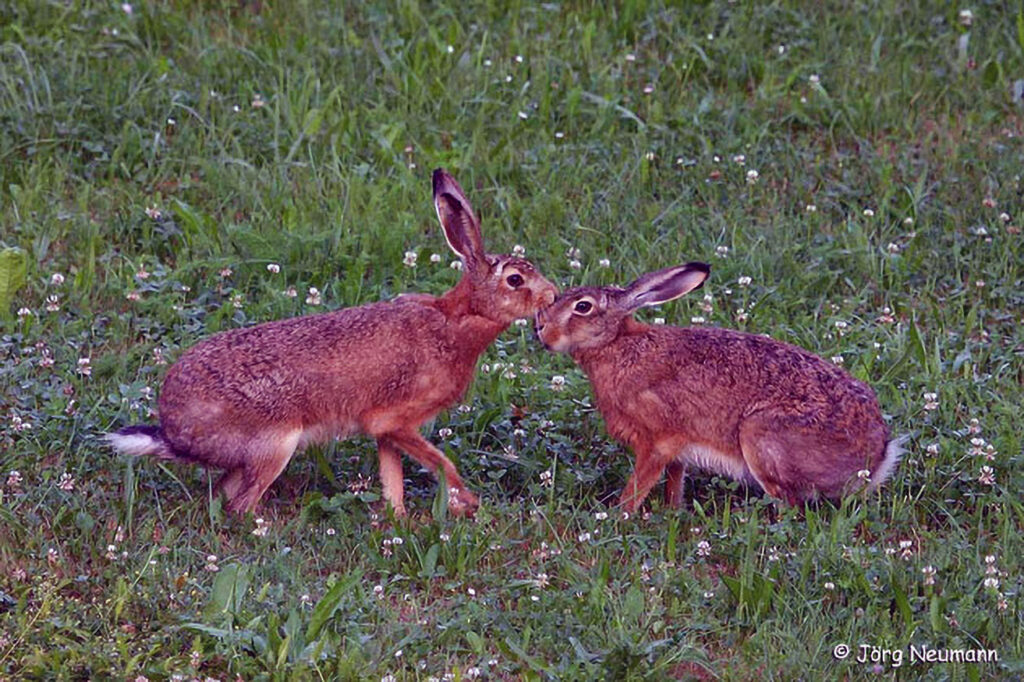 024_Feldhase