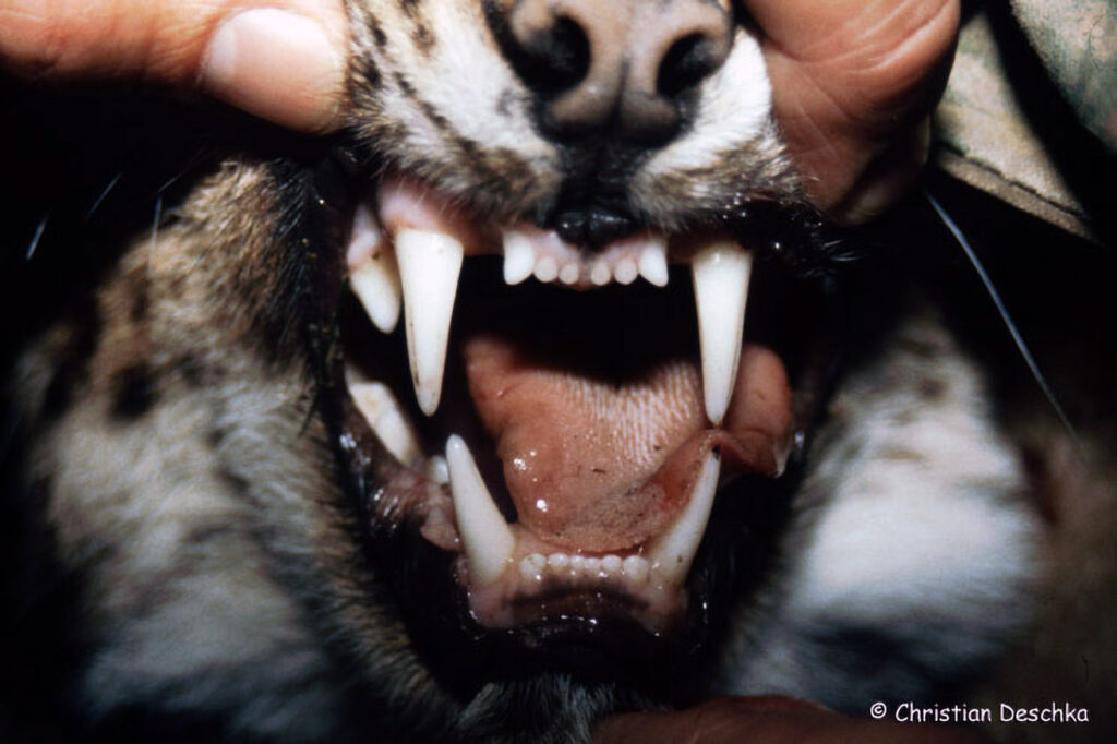 024_Luchs.jpg 024_Luchs