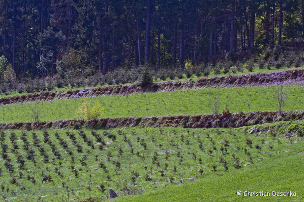 025_Landschaftsschutzgebiet-Oedenkirchen.jpg 025_Landschaftsschutzgebiet-Oedenkirchen