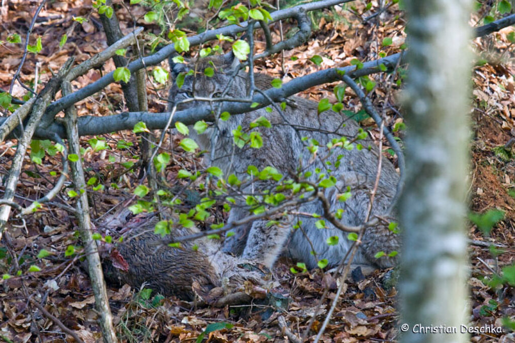 025_Luchs.jpg 025_Luchs